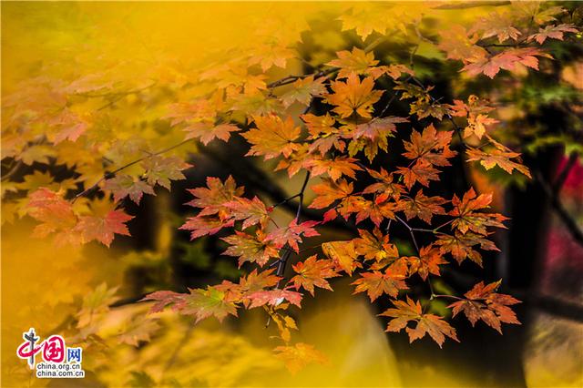 仁,那些你不知道的神秘与美丽_大燕网北京站_