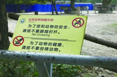 北京动物园斑马家里建绿篱防乱投喂