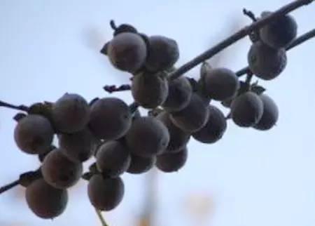 这些老北京的秋冬零嘴儿 连吃三遍才解馋