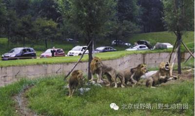 北京野生动物园游客不听劝阻 带孩子在白虎区下车