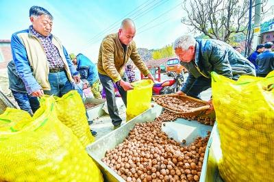 供销社在密云区31个低收入村试点收购滞销的