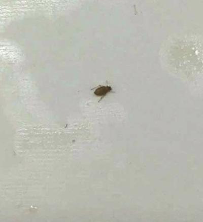 女子用美团订餐吃出多只虫子 女子用美团订餐吃出多只虫子