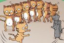 Kedi ve fare N nedeni