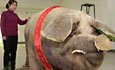 16 mondial, "gigant" animale (Poze)