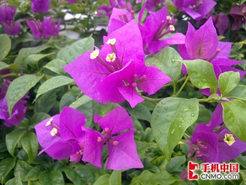 令人惊艳的500万 诺基亚e72实拍样张解析_潮