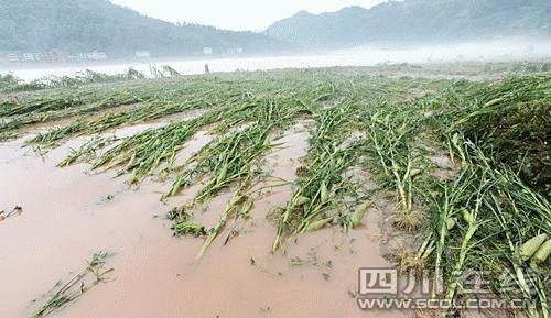 达州遭遇特大暴雨 宣汉铁索桥被洪水冲毁(图)_
