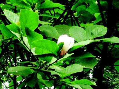 成都一株白玉兰盛夏开花 为罕见花叶同现(图)图片