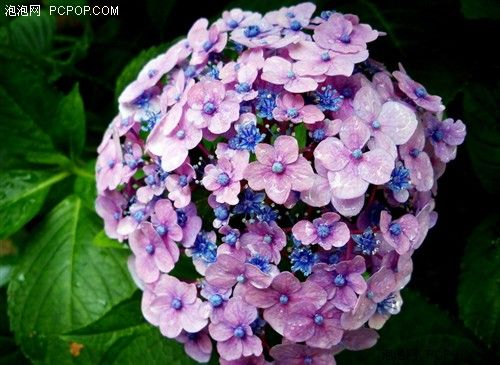 携柯达z915游青岛 大景小景尽收眼底_家电数码