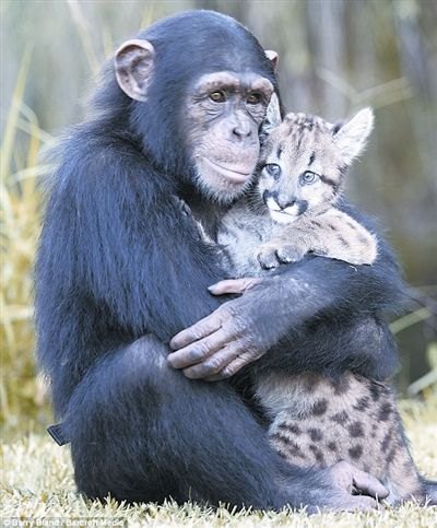 黑猩猩代理妈妈照顾幼豹幼虎(组图)_新闻图库