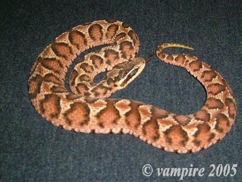 中国常见的毒蛇