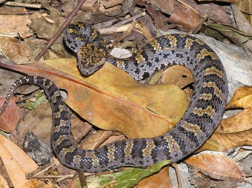 中国常见的毒蛇