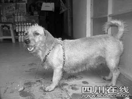 小狗旺财专管闲事 两年咬死上百老鼠成明星狗