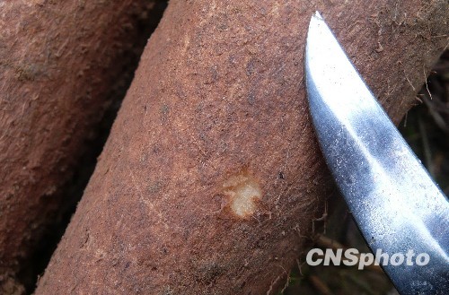 四川阆中农民挖出人形何首乌(组图)_热点新闻