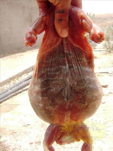 组图:看看 阿拉伯 人的风味炒饭_焦点图_大成网