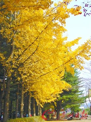 韩国旅游淡季升温走访韩剧拍摄地成大热门
