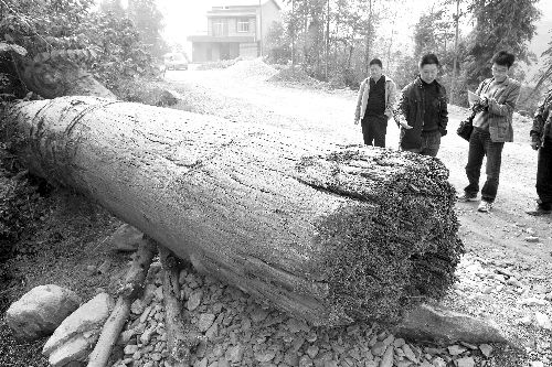 北川地震震出千年古木 如何保护成当地难题_热