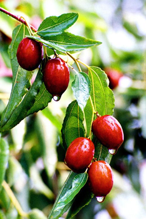 乐陵金丝小枣节