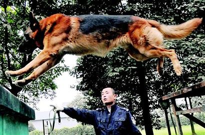 东北待训牧羊犬成都充军 干满8年退休_我的