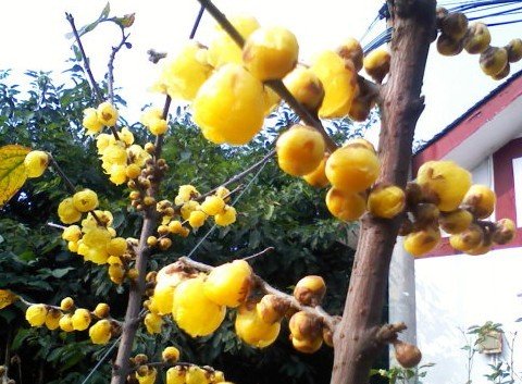 赏梅花胜景享幸福生活 第6届梅花文化节开幕