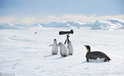 美国摄影师近距离拍摄南极小企鹅睡觉的场景_