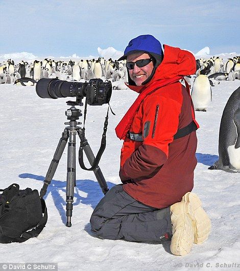美国摄影师近距离拍摄南极小企鹅睡觉的场景_