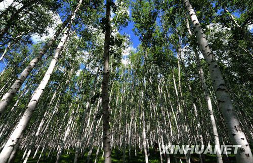 西部大开发10周年：内蒙古森林面积增加 沙化得到遏制