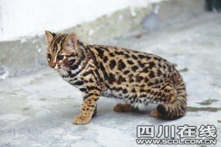 宜宾公安放归不明生物 豹猫长大回归自然