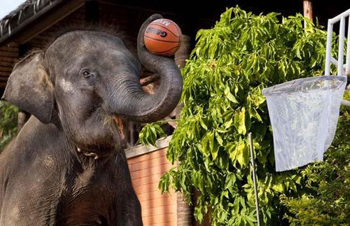 泰国大象玩转篮球 3个月成为灌篮高手_新闻