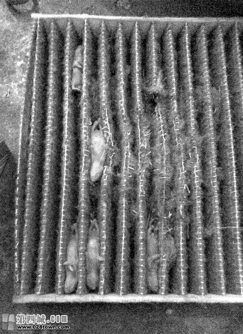 为保暖,耗子在汽车空调滤芯产仔_新闻滚动