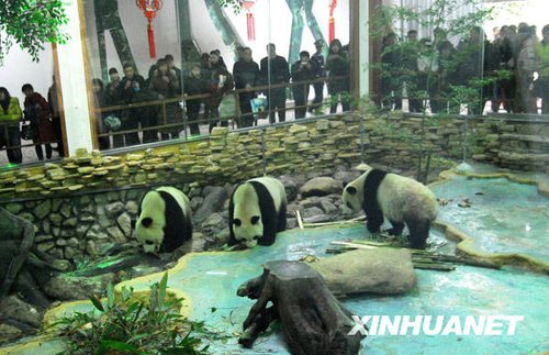 奥运大熊猫与浙江温岭游客见面_新闻滚动