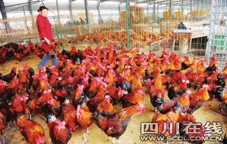 中国最大家禽批发市场落户龙泉 日供60万只 _