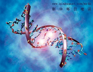 宁夏回汉族pparγ基因多态性与2型糖尿病的相关性