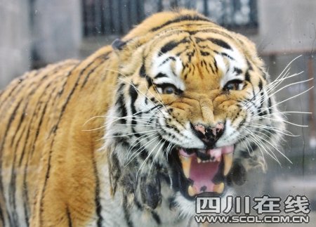 四只老虎恭贺新年 金沙太阳节活动一览_旅游
