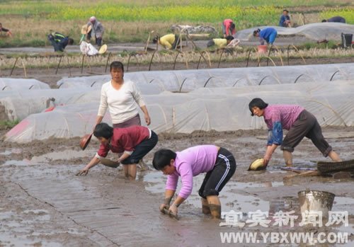 宜宾春耕生产进展顺利已播水稻种64.73万公斤