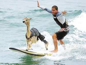 组图:最聪明的动物受伤自己去看病、想玩就去