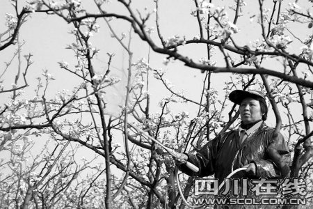 打针催情剂梨树新花怒放_新闻滚动