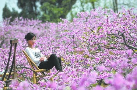 云顶山上桃花开她在丛中笑_新闻滚动