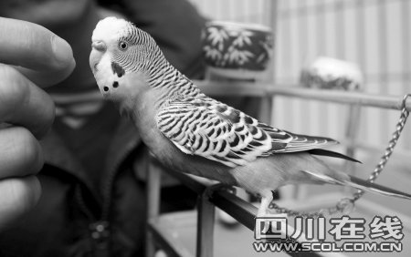 内江养鸟人训练虎皮鹦鹉 哑巴也能背唐诗_热