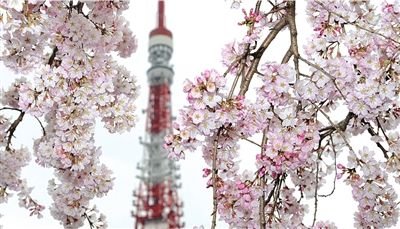 日本樱花季节正式来临 东京塔下樱花盛开_滚动