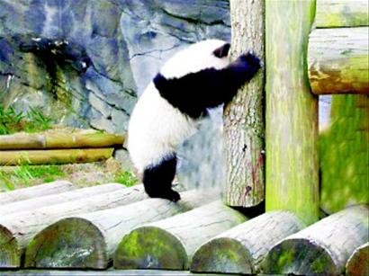 成都功夫熊猫日本走红 爬树摔跤拿树枝出气_热