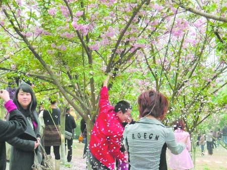 只为拍照笑 哪管樱花哭_新闻滚动