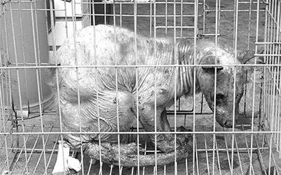 遂宁现无毛怪兽 专家称是獾患了白化病(图)_新