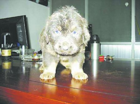 返祖小藏獒全身纯灰色 繁殖几率24万分之一