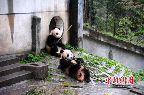 卧龙大熊猫研究中心3只大熊猫将落户安徽休宁