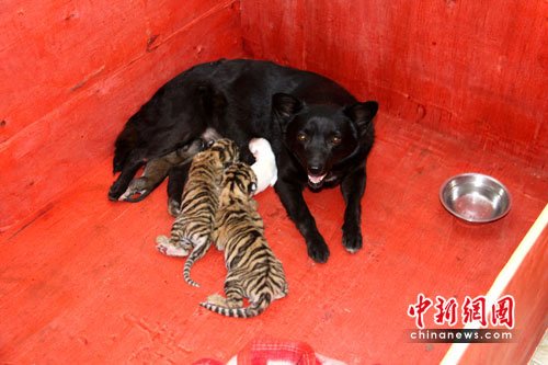 为救小虎仔众多狗妈妈PK虎奶妈 上演虎狗情深