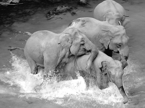 云南野生动物伤人赔偿将增到20万