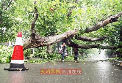 成都一夜风雨刮倒50岁梧桐树 市民称可惜(图)
