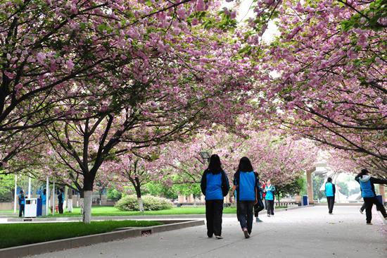 成都名校地理发现之旅:樱花盛开的大弯中学