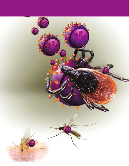 蜱虫所传布尼亚病毒系中国原有 目前尚无特效