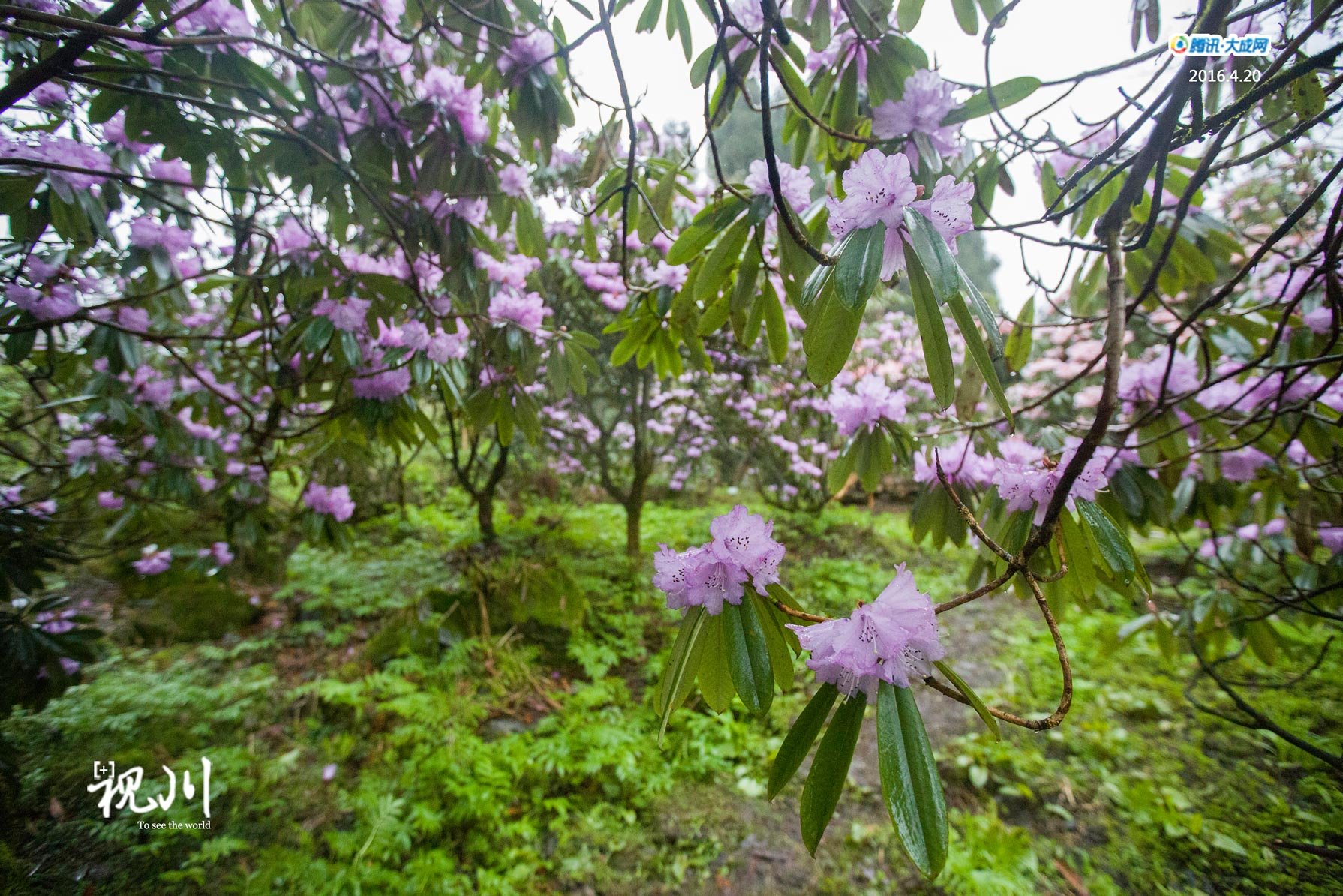 视川254期 探秘:隐居深山11年的成都夫妻